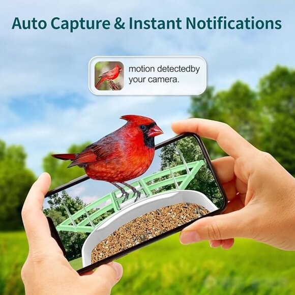 Smart Bird Feeder Camera AI Bird identification, Photos/Videos Phone App - Picture 6 of 8
